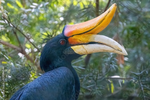 Closeup shot of a rhinoceros hornbill against green foliage photo