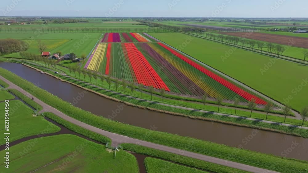 Aerial view of colorful tulip fields and winding canals, Schermerhorn, Netherlands. Aerial view of colorful tulip fields and winding canals, Schermerhorn, Netherlands.