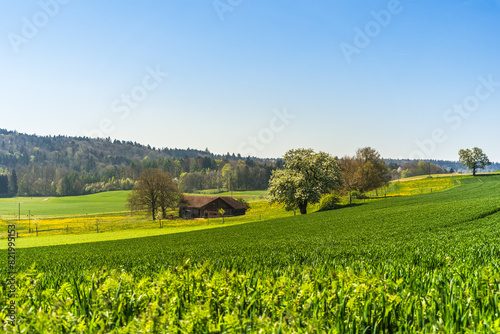 Rural landscape in canton of Thurgau with fields, flowering trees and farmhouse, Klingenzell, Switzerland photo
