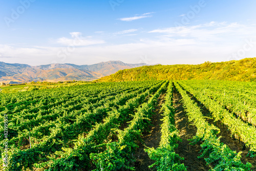 green rows of wineyard with grape on a winery during sunset with amazing mountains and clouds on background