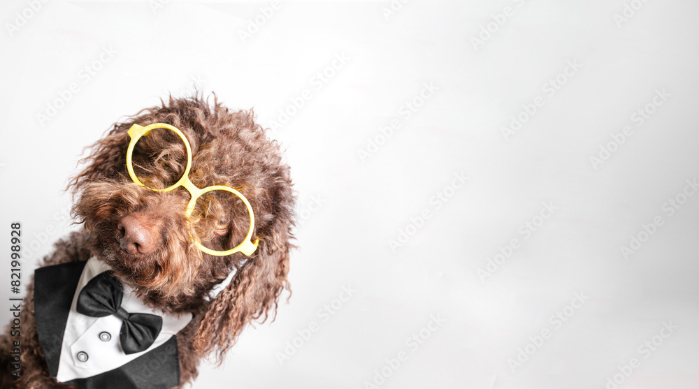 a brown dog wearing glasses standing on his hind legs and paw in the air a brown dog wearing glasses standing on his hind legs and paw in the air