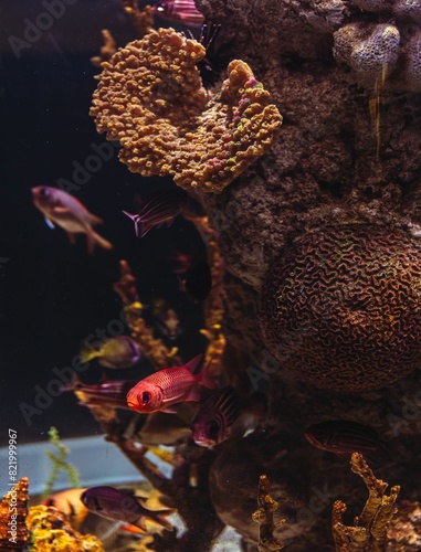 Underwater Marine Ecosystem in Aquario Michin Guadalajara