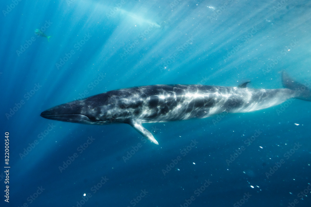 Naklejka premium a whale swims beneath the water and waves, its head under water