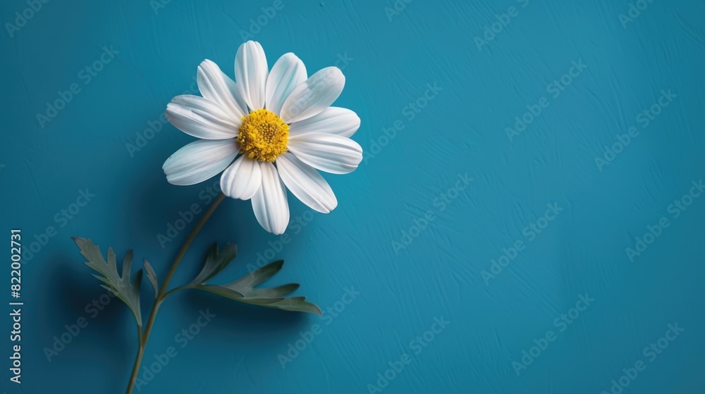 Minimalistic chamomile on blue background. Minimalistic chamomile on blue background.
