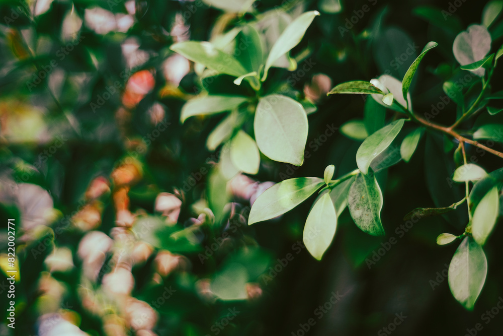 Obraz premium acuminate tip. The bark of Ficus benjamina is light gray and smooth. The bark of young branches is brownish. The widely spread, highly branching Ficus benjamina top often covers