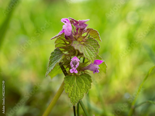 bee on a flower