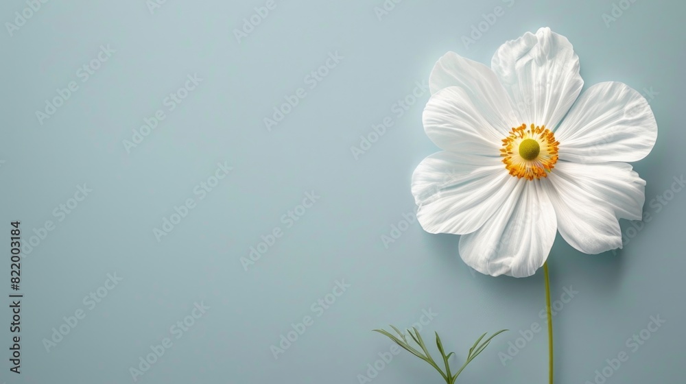 Daisy flower displayed on a white background. Daisy flower displayed on a white background.