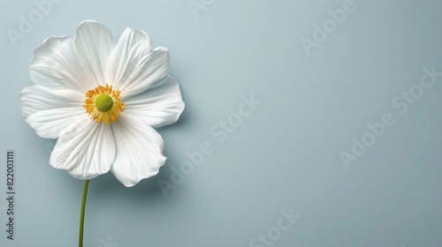 Daisy flower displayed on a white background.