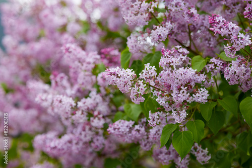 blooming lilac with blurred background  spring flowers.