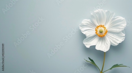 Daisy flower displayed on a white background. © grigoryepremyan