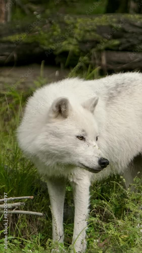 Capturing the Essence of a Single Wolf Capturing the Essence of a Single Wolf