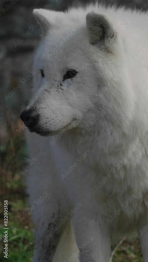 Journeying Alongside a Single Wolf Journeying Alongside a Single Wolf