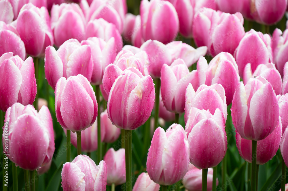 Field of blooming tulips in Keukenhof, Netherlands. The tulip is an ornamental flower of the genus of liliaceae plants, formed by a single flower on each stem Field of blooming tulips in Keukenhof, Netherlands. The tulip is an ornamental flower of the genus of liliaceae plants, formed by a single flower on each stem