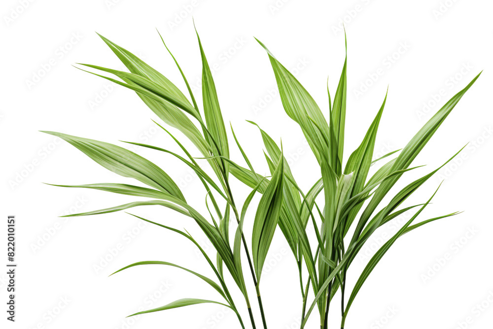 The Enchanted Dance of Nature on a Clear PNG or White Background. The Enchanted Dance of Nature on a Clear PNG or White Background.