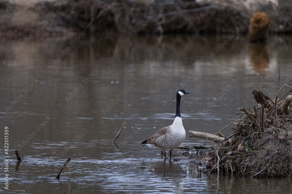 Goose perched on fallen branches in a shallow river at sunset Goose perched on fallen branches in a shallow river at sunset