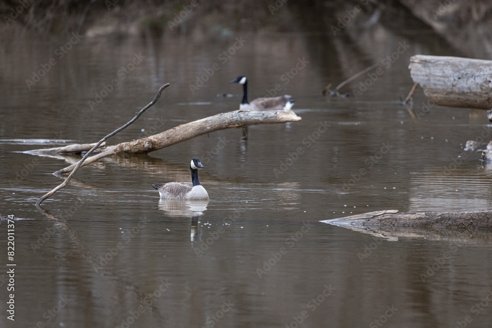Geese perched on fallen branches in a shallow river at sunset Geese perched on fallen branches in a shallow river at sunset