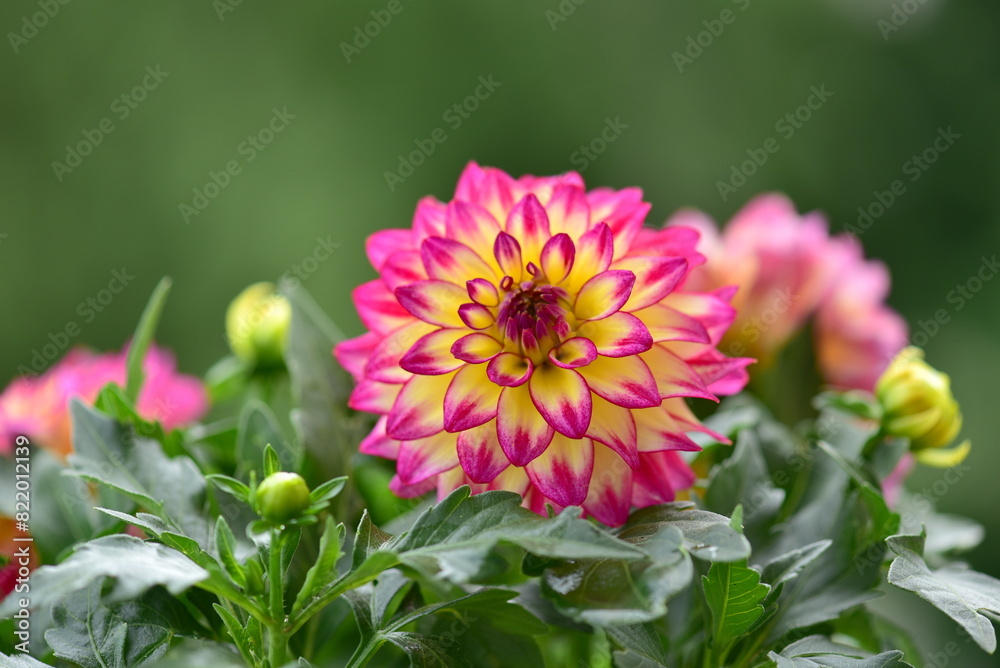 Fototapeta premium close up of pink dahlia