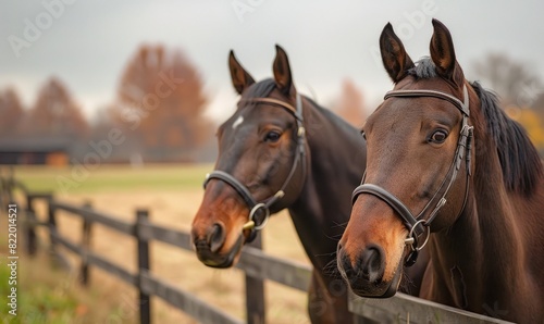 Two brown horses with bridles in a field and brown fence  closeup