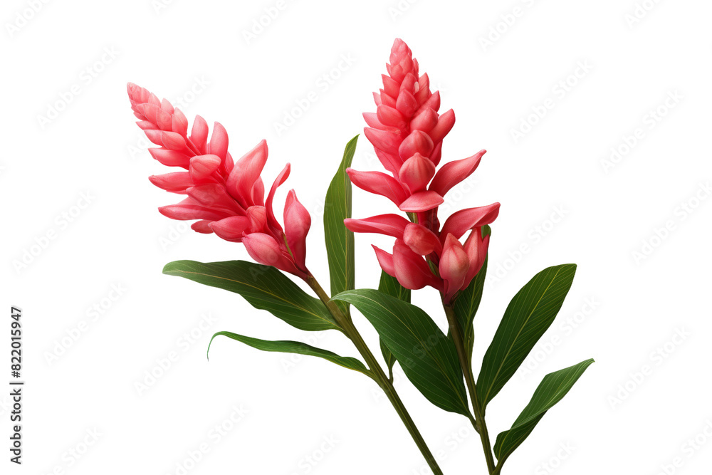 Whispers of Nature: A Pink Flower Dancing With Green Leaves on a Clear PNG or White Background. Whispers of Nature: A Pink Flower Dancing With Green Leaves on a Clear PNG or White Background.