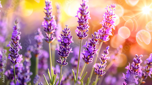 Beautiful blooming lavender plants in field on sunny d