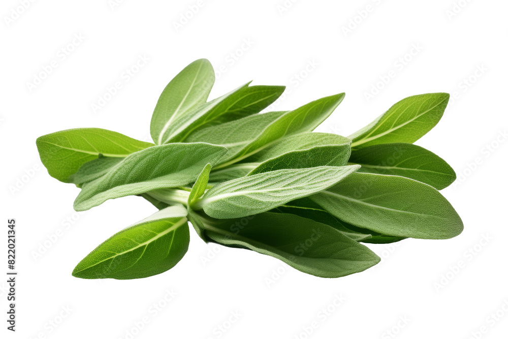 Symphony of Emerald Elegance on a Clear PNG or White Background. Symphony of Emerald Elegance on a Clear PNG or White Background.