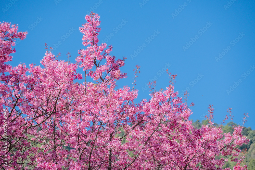 Beautiful cherry blossom with blue sky a sunny day, Chiang Mai, Thailand, soft focus Beautiful cherry blossom with blue sky a sunny day, Chiang Mai, Thailand, soft focus