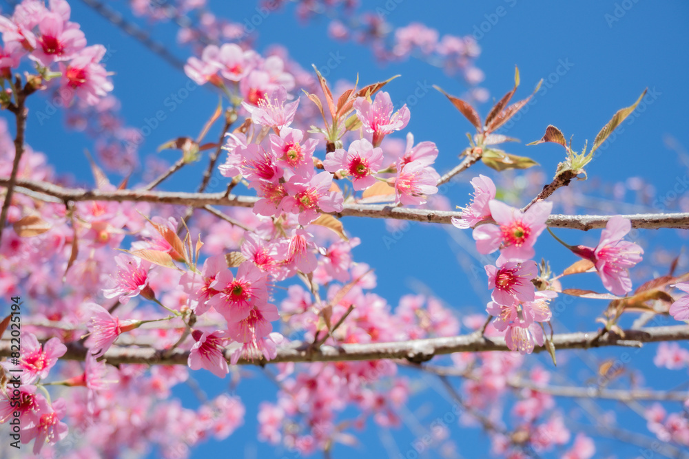 Beautiful cherry blossom with blue sky a sunny day, Chiang Mai, Thailand, soft focus Beautiful cherry blossom with blue sky a sunny day, Chiang Mai, Thailand, soft focus