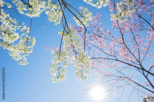 Beautiful cherry blossom with blue sky a sunny day, Chiang Mai, Thailand, soft focus