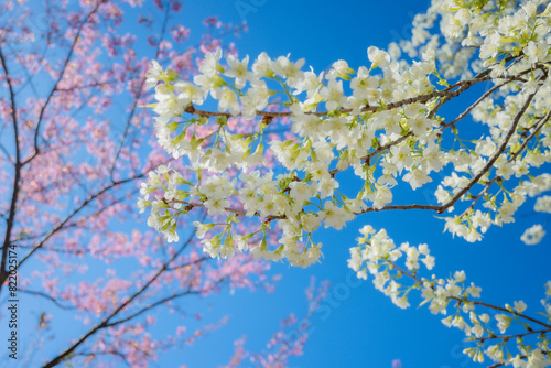 Beautiful cherry blossom with blue sky a sunny day, Chiang Mai, Thailand, soft focus