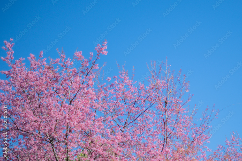 Beautiful cherry blossom with blue sky a sunny day, Chiang Mai, Thailand, soft focus Beautiful cherry blossom with blue sky a sunny day, Chiang Mai, Thailand, soft focus