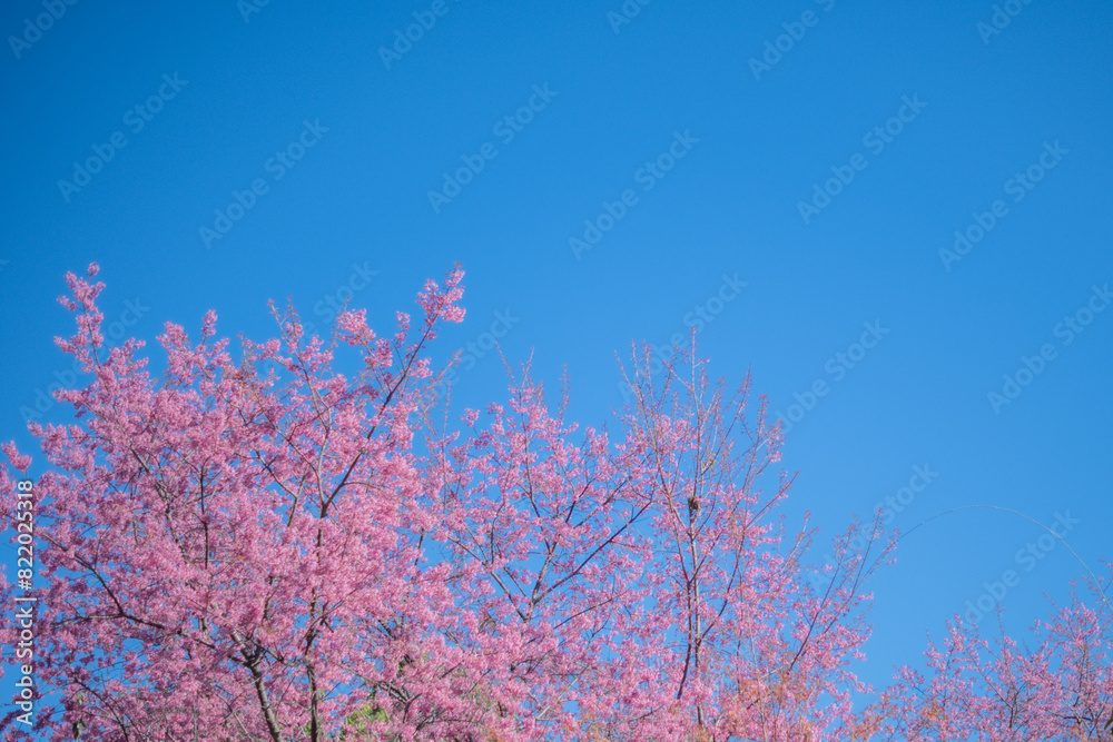 Beautiful cherry blossom with blue sky a sunny day, Chiang Mai, Thailand, soft focus Beautiful cherry blossom with blue sky a sunny day, Chiang Mai, Thailand, soft focus