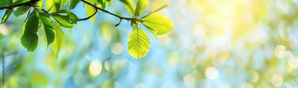 Abstract blurred background of green birch leaves in spring. Abstract blurred background of green birch leaves in spring.