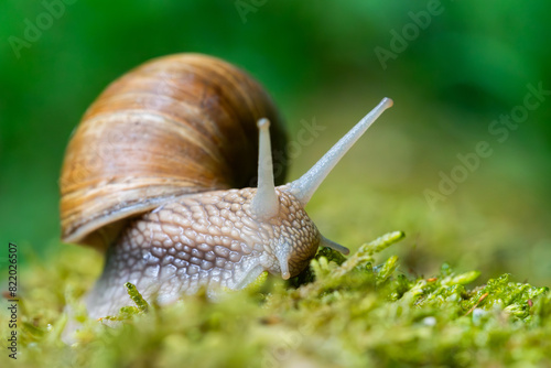 Snail closeup. Burgundy snail (Helix, Roman snail, edible snail, escargot) on a surface with moss. Helix promatia. 