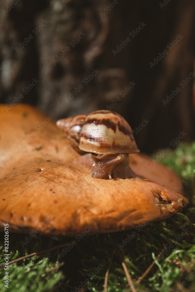 Brown baby snail Achatina on an edible mushroom Brown baby snail Achatina on an edible mushroom