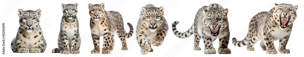 Snow leopard wild animal png element set on transparent background Snow leopard wild animal png element set on transparent background