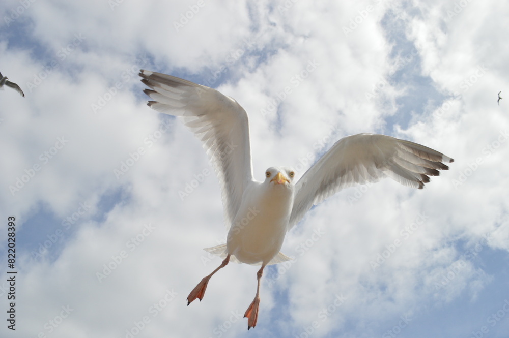 Fototapeta premium seagull flying in the sky