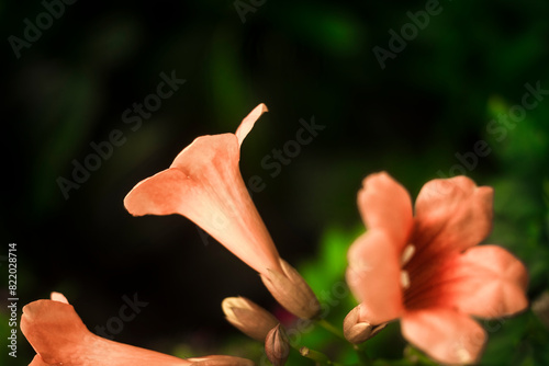 maturing into a shiny dark green. Campsis radicans are ovate to broadly lanceolate and the edges Campsis,Campsis radicans have no floral scent. photo