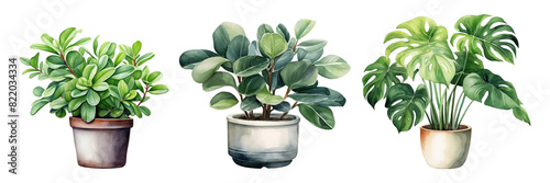 Watercolor houseplant png on transparent background photo