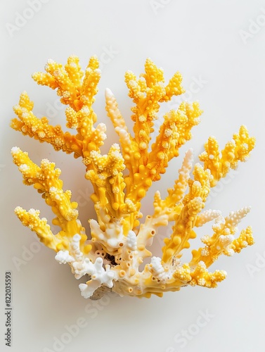 yellow sea corals.