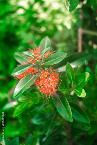 Xanthostemon youngii grow alternately with a length of 8 - 12 cm, a width of 3 - 5 cm, on a smooth surface.The Xanthostemon youngii has the ability to grow strongly with stems, branches, leaves and fl photo