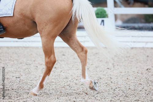 Equestrian sports, dressage. Shooting from the back legs