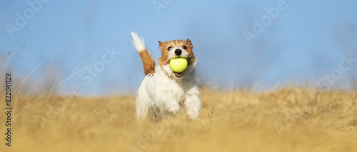 Banner of a happy active high energy hyperactive dog puppy as running and playing with a tennis toy ball in the grass