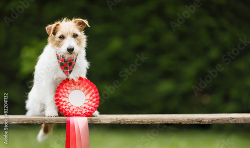 Cute dog with a red winner ribbon. Dog show, success background with copy space.