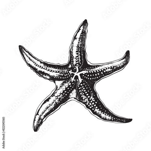 Black and white star fish vintage ink drawing vector illustration for t-shirt design
