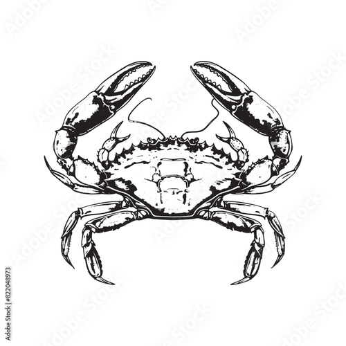  Black and white crab vintage ink drawing vector illustration for t-shirt design