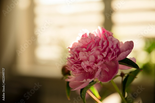 Peonia