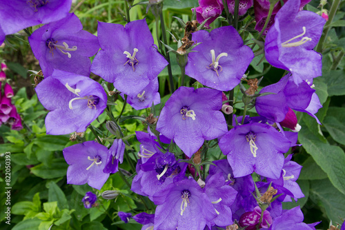 Blue garden bell close-up. Blue garden flowers.