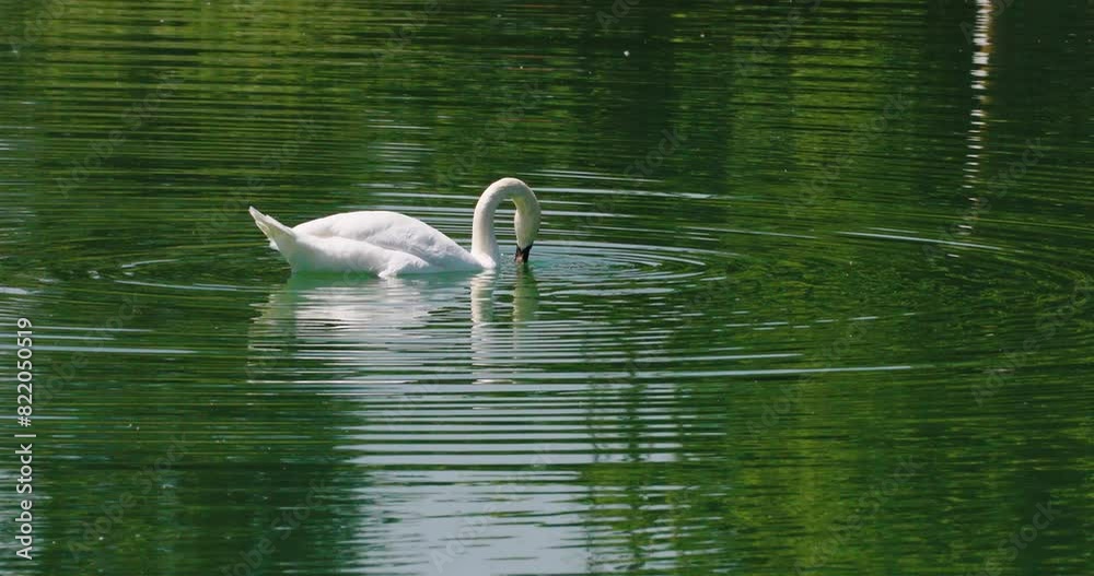 CIgno bianco in cerca di cibo sul lago CIgno bianco in cerca di cibo sul lago