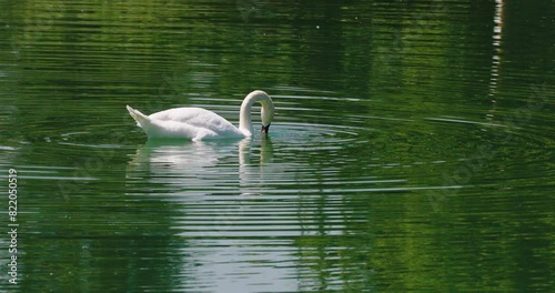 CIgno bianco in cerca di cibo sul lago photo