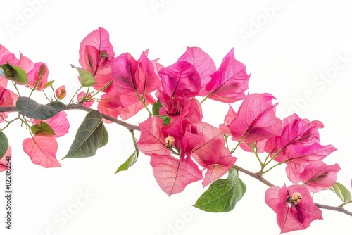 Realistic photograph of a complete Bougainvillea solid stark white background  focused lighting